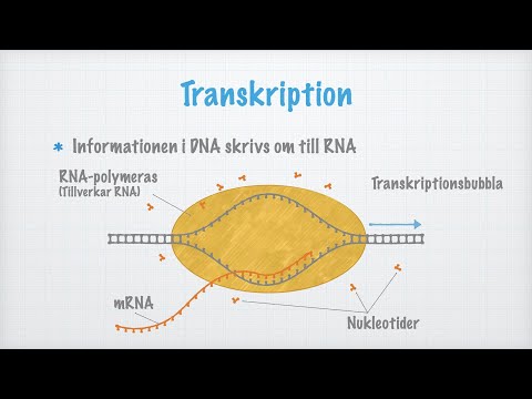 Video: Var sker transkription i eukaryot-quizlet?