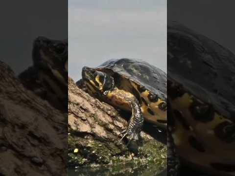 Необычние способности черепах! #животные #длядетей #animals #море