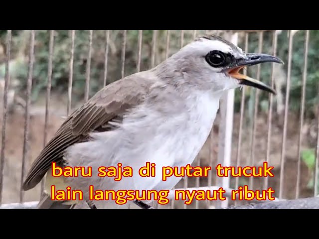 suara trucukan memanggil lawan agar ikutan jadi nyaut ribut seketika class=