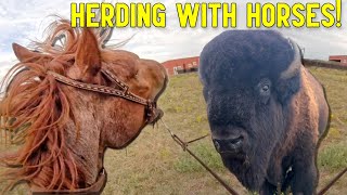 Our Biggest Move Yet! Rounding Up Bison with Horses!