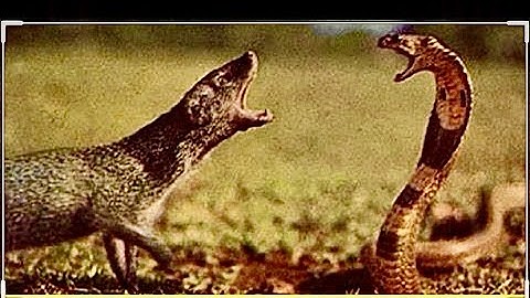 Most venomous snake (Black mamba) killed by mongoose,Mongoose Vs Snake