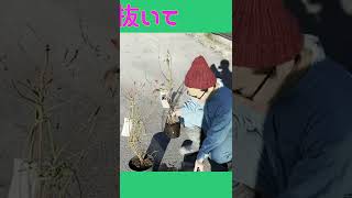 1分解説！【ブルーベリーの植え方】要点だけまとめました。