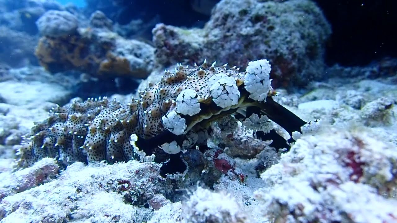 徒然海月日記 つれづれくらげにっき 水納島の海 徒然海月日記 つれづれくらげにっき 水納島の海