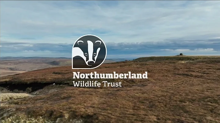 Whitelee Moor - 2024 Big Give Christmas Challenge