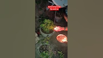 बेलपत्र के पेड़ के नीचे दिए लगाने का#upay #bhakti #puja #mahadev # #pandit_pradeep_ji_mishra #