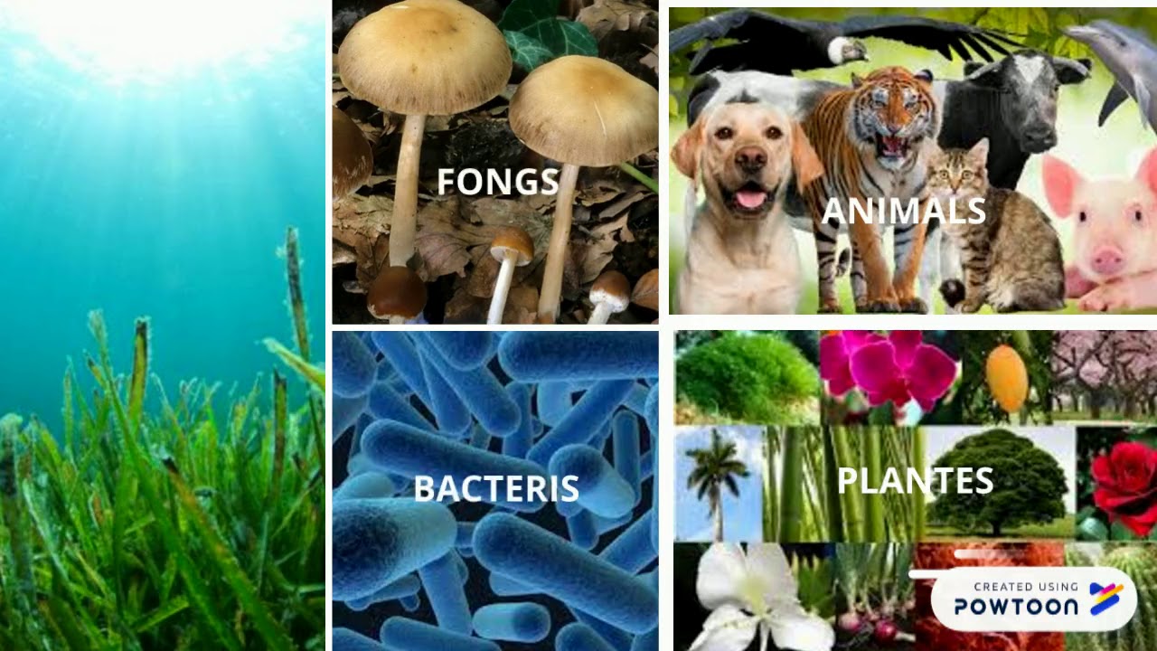 ECOSISTEMES I ANIMALS