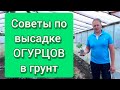 Высадка огурцов в грунт