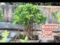 Bonsai Tour One - November 2017 | Terrace Bonsai Garden