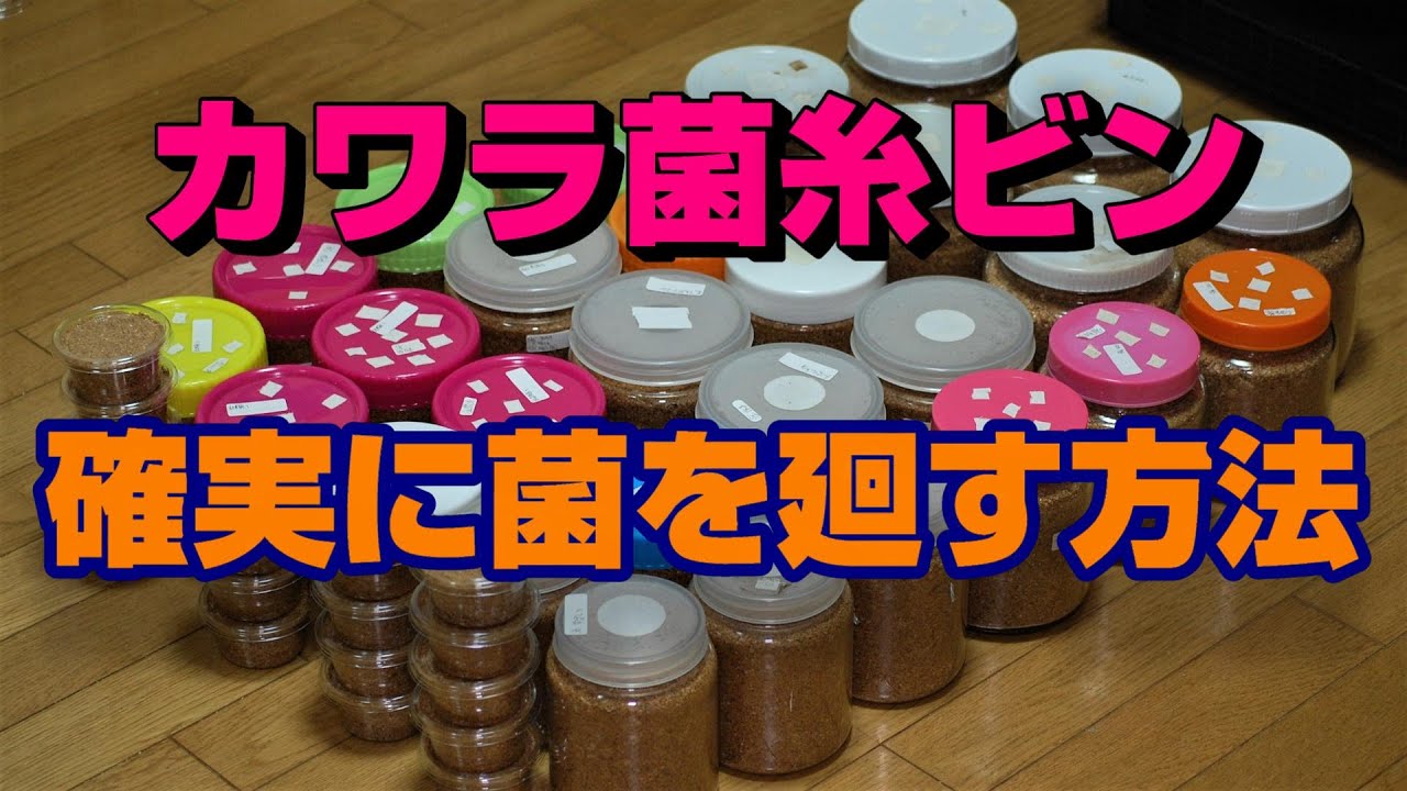 オウゴンオニクワガタ・カワラ菌糸ビン作製・絶対に失敗出来ない時に必ず成功するポイント・詰め方と温度管理が重要！超高添加ビン仕込みました。月夜野きのこ園さん9ブロックで何本詰めれるか検証！！