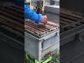Bee Health Inspection 🐝 | Hive Check