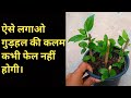 ऐसे लगाओ गुड़हल की कटिंग कभी फेल नहीं होगी || Grow Hibiscus from cutting in Hindi