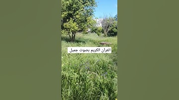 القرآن الكريم بصوت جميل #duet #القران_الكريم #اكسبلور #لايك #qoraniyat421