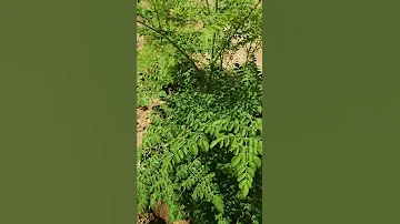 حصاد المورينجا 