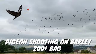 Pigeon Shooting on Barley | 200+ Bag