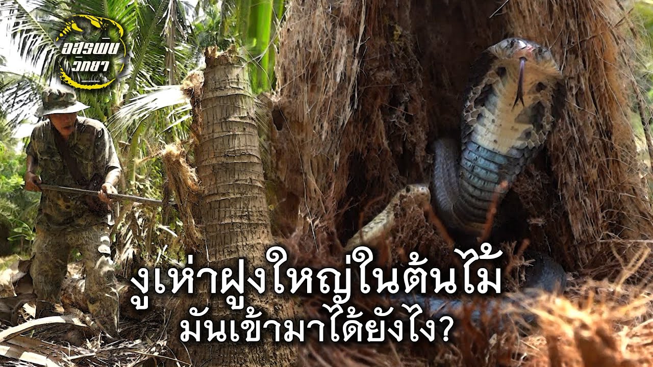 อสรพิษวิทยา EP.22 งูเห่าฝูงใหญ่ในต้นไม้ มันเข้ามาได้อย่างไร?