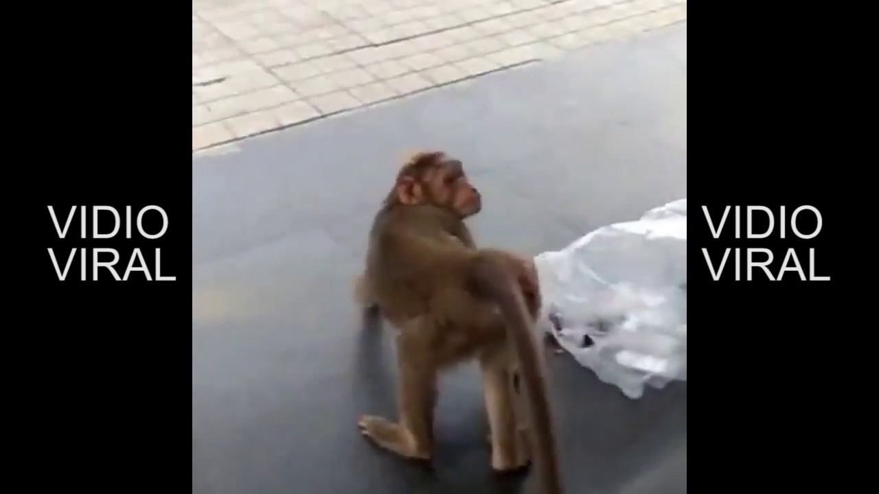 Anjing VS Monyet - YouTube