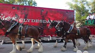 The famous Budweiser Clydesdales.