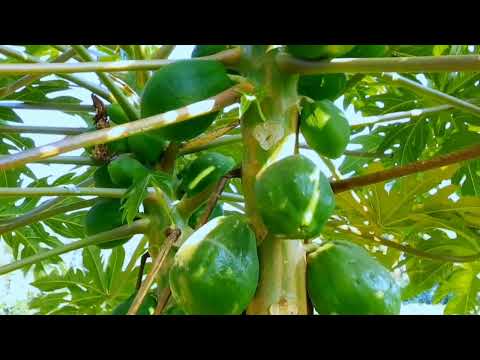 Magaalaa Aggaaroo Hojiiwwan Gama Wabii Nyaataafi Foyya Insa Jireenyaatiin Hojjatamaa Jiran Muraasa