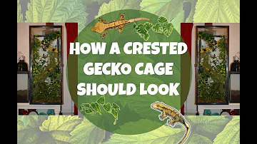 HOW TO: Set Up A Crested Gecko Enclosure