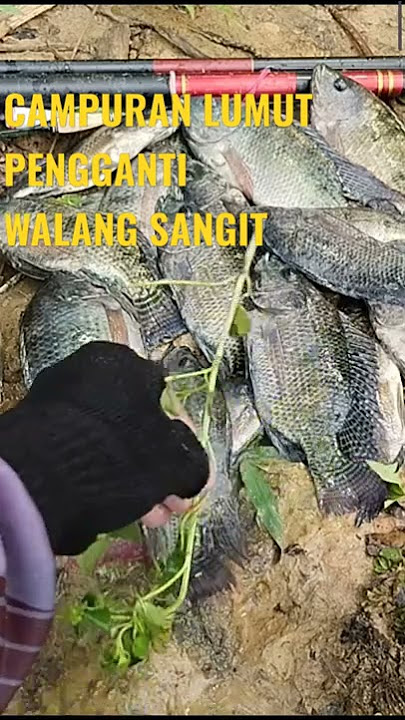 CAMPURAN LUMUT PALING JITU
