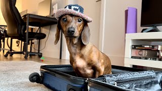 Mini dachshund does a little spring cleaning! by Mac DeMini Dachshund 177,235 views 2 weeks ago 1 minute, 40 seconds