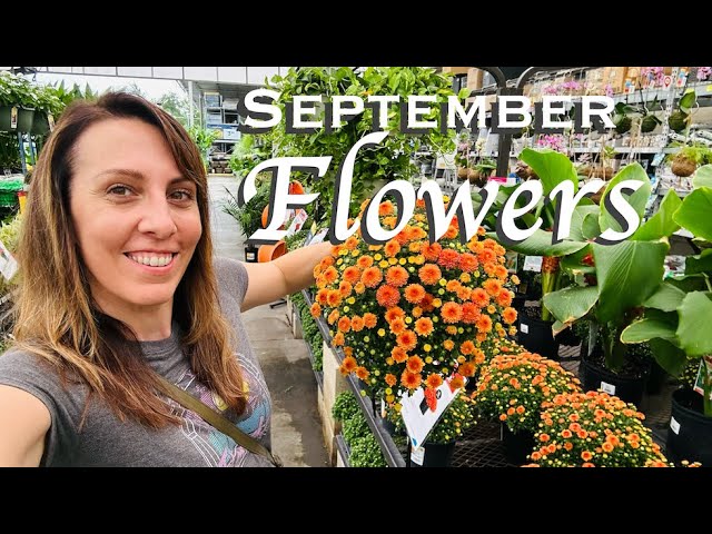 Best Flowers to Plant in September in Florida: Top Picks for Vibrant Gardens 3 Best Flowers to Plant in September in Florida: Top Picks for Vibrant Gardens