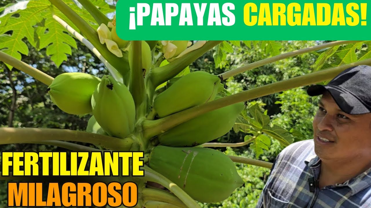 El MEJOR FERTILIZANTE para PAPAYA | Haz que TODOS los FRUTOS CUAJEN!