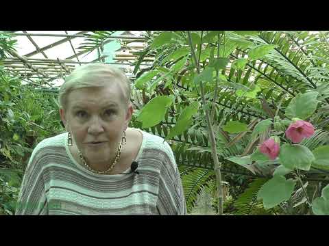 Vidéo: Abutilon Hybride
