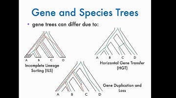 DMD: Megan Owen “Representations of Partial Leaf Sets in Phylogenetic Tree Space”
