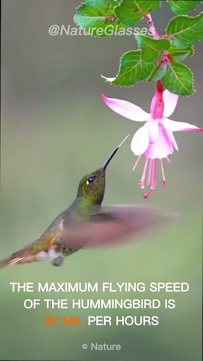 Beautiful Bird | Colibri | Hummingbird