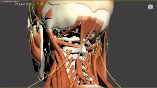 Headaches - Mechanical and Nutritional Causes of Headache Pain