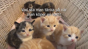 Är nötter farligt för katter?