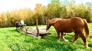 SUFFOLK PUNCH COLT TRAINING & Getting Some Work Done at the Same Time!