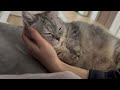 二度寝を邪魔しにきたかと思ったら仲間に入れて欲しかった猫