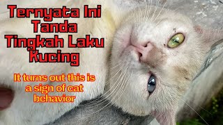 Must Know! This is the Hidden Secret Behind Cat Behavior by SabeTian Animals 276 views 4 weeks ago 8 minutes, 3 seconds