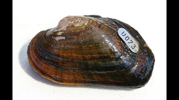 Tagging Freshwater Mussels