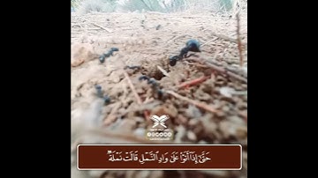 تلاوة عطرة للشيخ ماهر المعيقلي حفظه الله و رعاه  .. ايات من سورة النمل 💎
