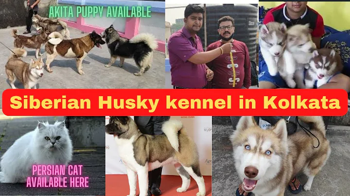 Watch the video about Beautiful Siberian Husky At Eagle Eyes in kolkata | Husky and Akita breeders in Kolkata |