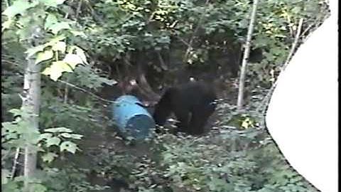 Bear Hunt 2008 2009 part 2 of 2