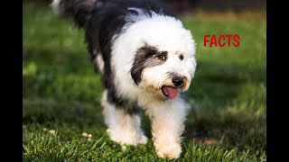 Sheepadoodle Facts   Puppies and Full Grown Dogs by Happy Funny Pets 158 views 8 months ago 2 minutes, 24 seconds
