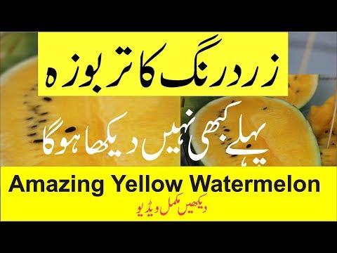 Video: Watermelon ‘Tastigold’ Variety – How To Grow Tastigold Watermelon