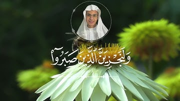 قرآن كريم🌿حالات واتس اب قرآن🌿ستوريات #انستا بدون حقوق🌿 القارئ عبد الرحمن مسعد