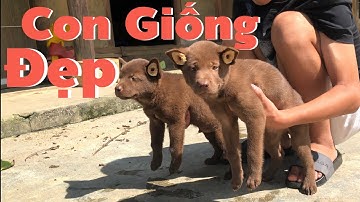 Con giống Chất Lượng của Dòng Chó Hmong Cộc Đuôi| Cu Hải