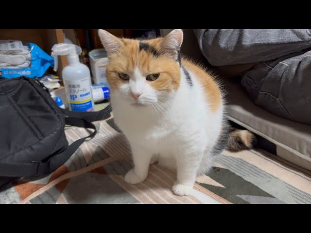 三毛猫】ゆったりまったり過ごすミケ（2025年11月6日） - YouTube