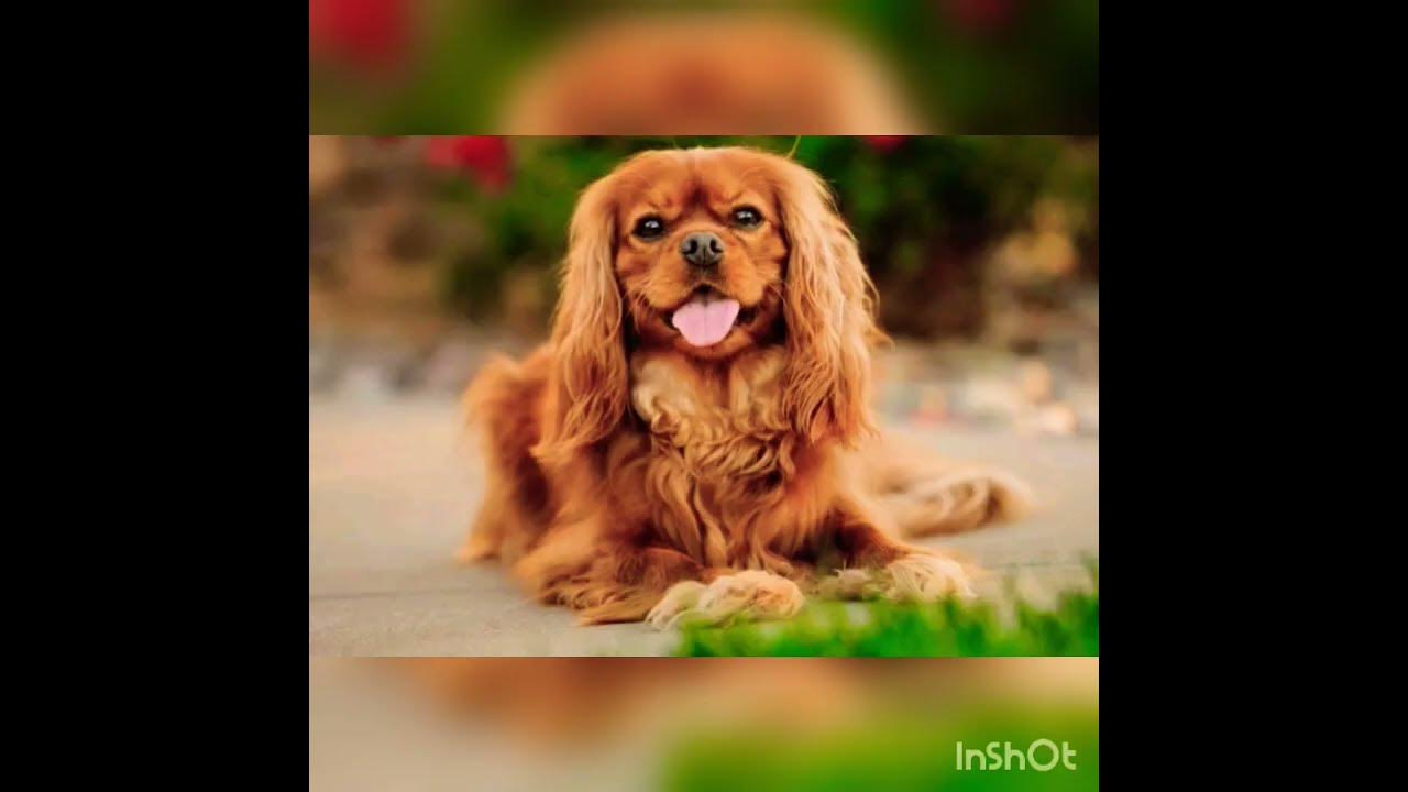 Милий Кавалер-Кінг-Чарльз-Спаніель🥰👍🐶В кого є ця собака ставте лайк або ...