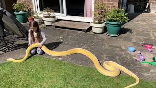 Some Reticulated Python handling outside.