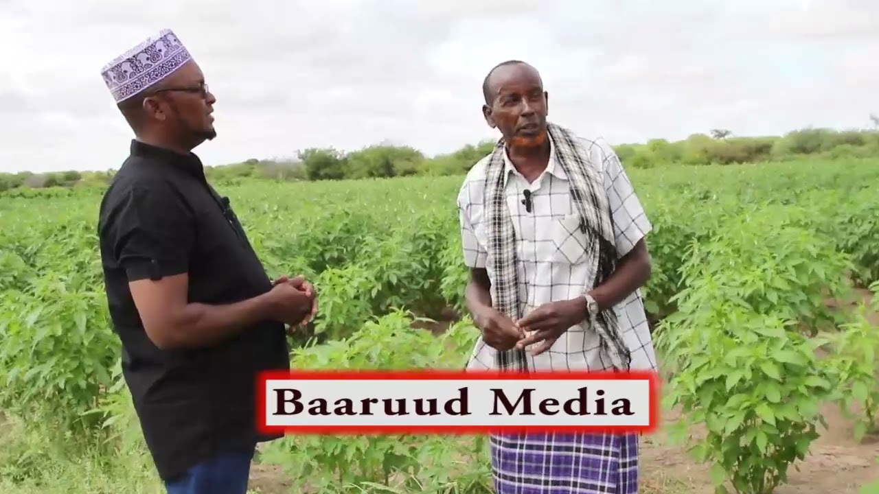 BEERALAYDA MALEYLEY AYAA CODSANAYA IN GARAB LAGA SIIYO DHANKA WARAABKA BEERAHA SIDA AY SHEGEEN