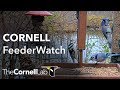 Live Birds In 4K! Cornell Lab FeederWatch Cam at Sapsucker Woods