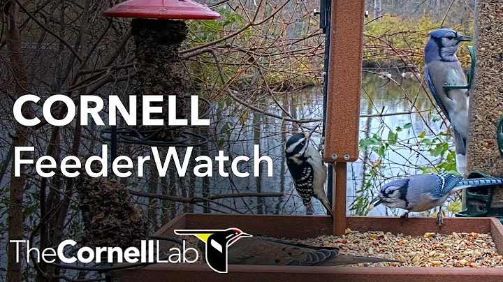 Live Birds In 4K! Cornell Lab FeederWatch Cam at S...