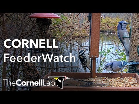 Live Birds In 4K! Cornell Lab FeederWatch Cam at Sapsucker Woods